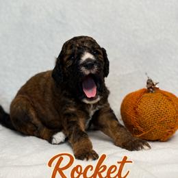 Poodle All Grown Up from Empire Poodles