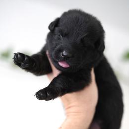 Tundra - Bi-color female German Shepherd puppy in Coarsegold, California from Yosemite Shepherds