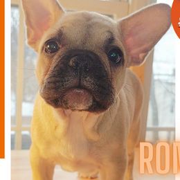 Roma - Fawn French Bulldog puppy in New York, New York from Metro Frenchies