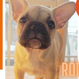 Roma - Fawn French Bulldog puppy in New York, New York from Metro Frenchies
