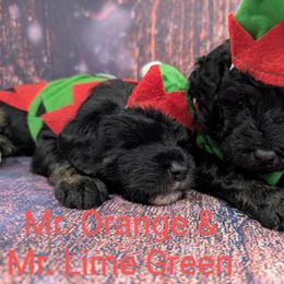 Mr Orange - Black male Labradoodle puppy in Lebanon, Pennsylvania from Robertson's Retrievers and Doodles