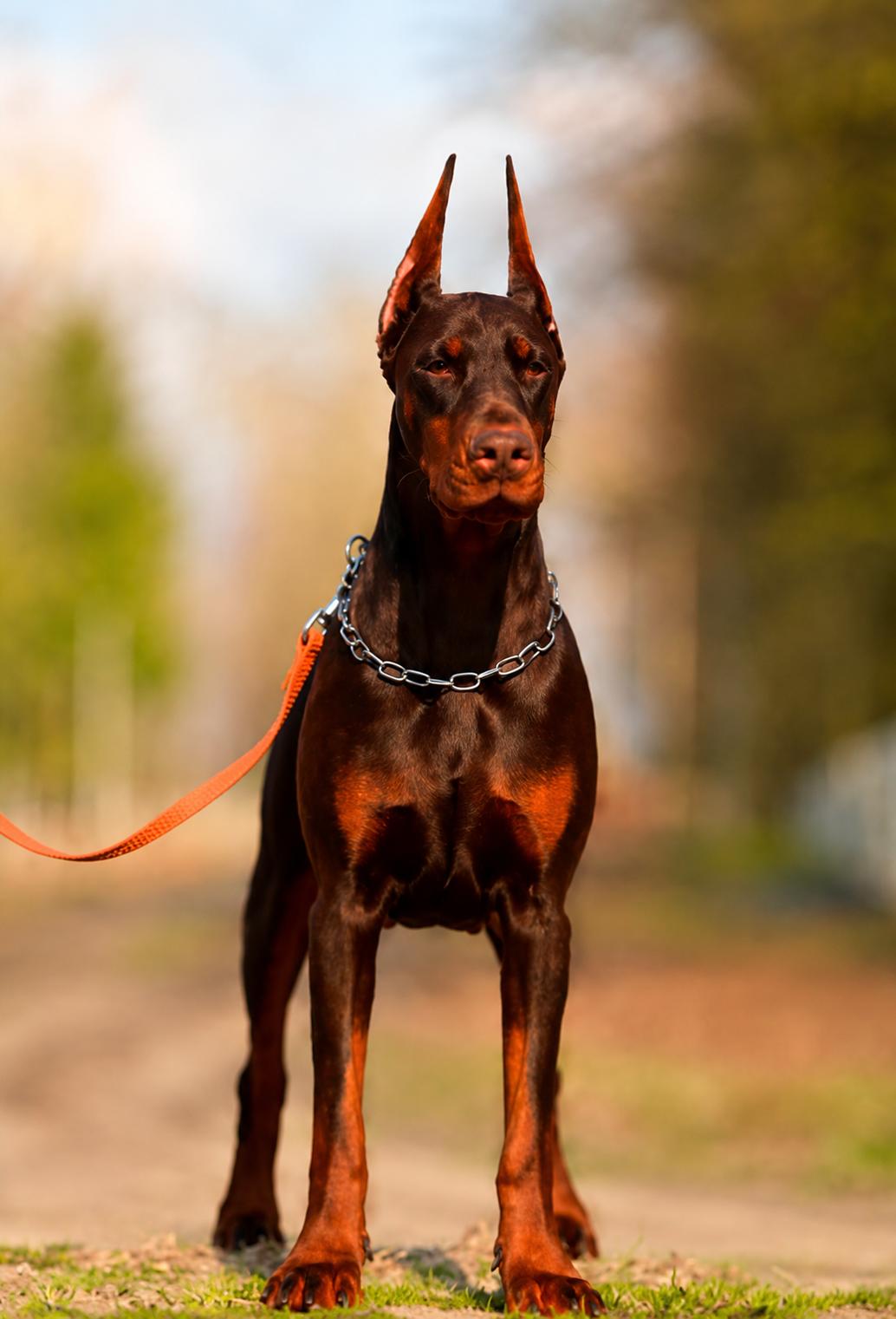 Wispa