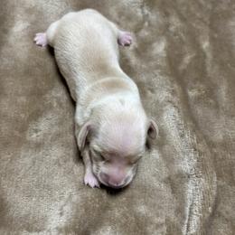 ACE - Cream male Dachshund puppy in Pearland, Texas from Texas Dachshund Dreams