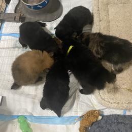 Black and white male - Black parti male Pomeranian puppy in Adairsville, Georgia from BE North GA Pomeranians