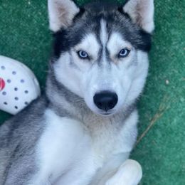 Arya - Siberian Husky