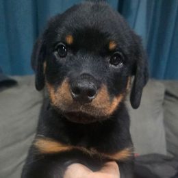 Grey male - Black and mahogany male Rottweiler puppy in Salem, Oregon from C&C Royal Rottweilers