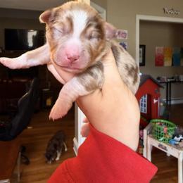 Lily - Red merle female Miniature Australian Shepherd puppy in Buchanan, Georgia from Stanleyville Farm Mini Aussies