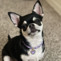 Olivia - Chihuahua