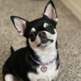 Olivia - Chihuahua