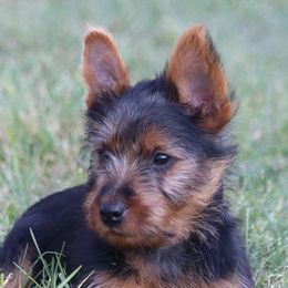 Boy 5 - Blue and tan male Australian Terrier puppy in Waupaca, Wisconsin from ZoeZoo Australian Terriers