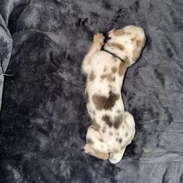Black collar - Harlequin male Great Dane puppy in Loris, South Carolina from Days Danes