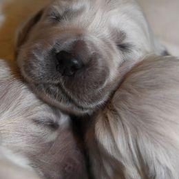 Golden Retriever Puppies from ArkGold