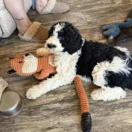 Rudolf - Parti male Goldendoodle puppy in Indian Mound, Tennessee from Dana Walters