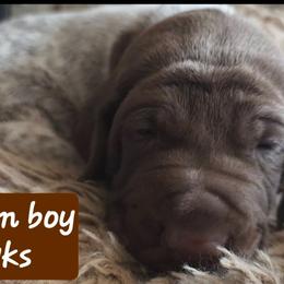Brown boy - Liver roan male German Shorthaired Pointer puppy in Dahlonega, Georgia from Pointer Mountain Bird Dogs