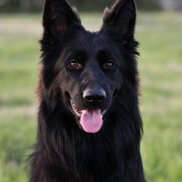 Fable - German Shepherd