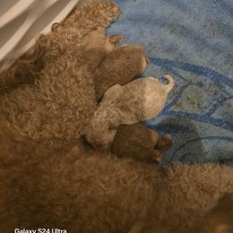 Boy 1 - Cream male Maltipoo puppy in Nokomis, Florida from Sunset Farm Florida