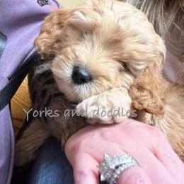 Goldendoodle Puppies from Yorks and doodles