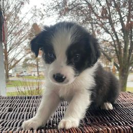 Rye - Black & white female Miniature Australian Shepherd puppy in Oroville, Washington from High Mountain Aussies