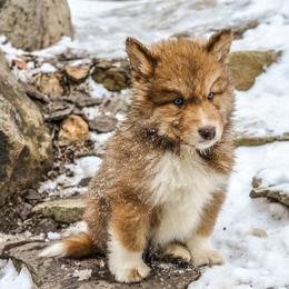 Chihowa Tuli Taloa - male Native American Indian Dog puppy in Brimfield, Massachusetts from Seven Sisters Canids
