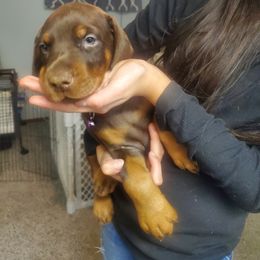 Doberman Pinscher Puppies from Stand Alone European Dobermans