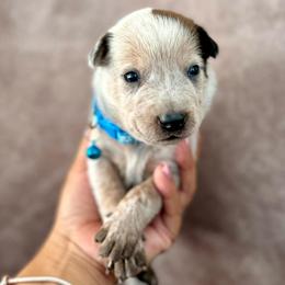 Ben - Red speckled male Australian Cattle Dog puppy in Sahuarita, Arizona from A2 Australian Cattle Dogs