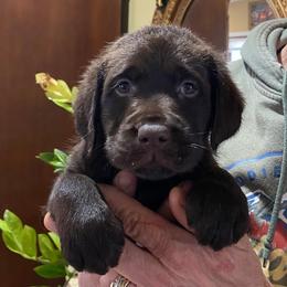 Isabell - Chocolate female Labrador Retriever puppy in Maynardville, Tennessee from Three Bears Labradors