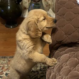 White Collar - Golden Retriever puppy from Nacimiento Golden Dogs