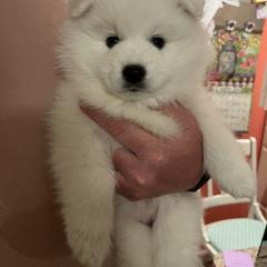 American Eskimo Dog Puppies from Northland Sky Eskies