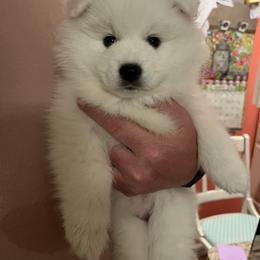 American Eskimo Dog Puppies from Northland Sky Eskies