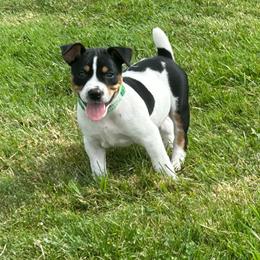 George - White black and tan male Rat Terrier puppy in Canandaguia, New York from Mary ann Whipple's Old Dominion Terriers
