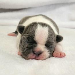 Boston Terrier Puppies from White Valley Boston Terriers