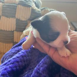 Brody - Black and white male Chihuahua puppy in Red Bluff, California from Aye Chihuahua