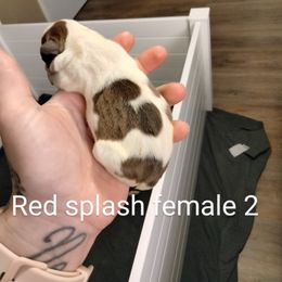 Girl 1 - Seal and white Boston Terrier puppy in Superior, Arizona from BostonTerriersAZ