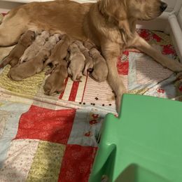 Golden Retrievers and Schnoodles from Bassett Family Ranch