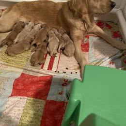 Golden Retrievers and Schnoodles from Bassett Family Ranch