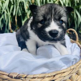 Siberian Husky Puppies from Wooly Woof Siberians