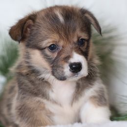 Daisy - Sable female Pembroke Welsh Corgi puppy in Morgantown, Pennsylvania from Goldstar Puppies (License Number 18519)
