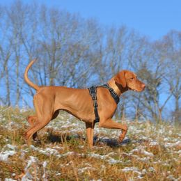Maddie - Vizsla
