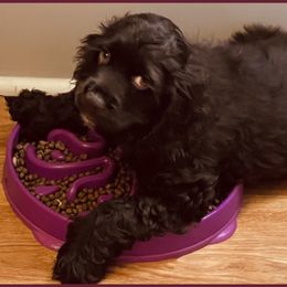 Cocker Spaniel Puppies from Angelic Cocker’s