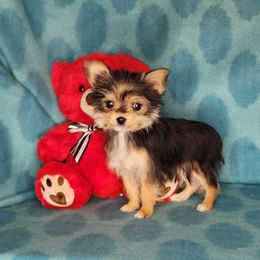 Puppy Girl Crumpet - Black and tan female Yorkshire Terrier puppy in Sequim, Washington from Spirit Valley Family