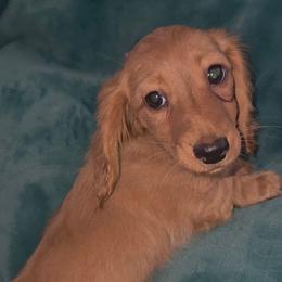 AKC clear red female - Red female Dachshund puppy in Barstow, California from Samy's Dachshund Den