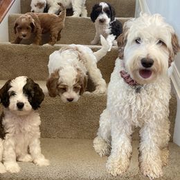 Australian Labradoodle Puppies from NoodleDoodles LLC