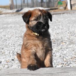 Ginny - Wheaten female Soft Coated Wheaten Terrier puppy in Kirksville, Missouri from BellSharps Australian Shepherds