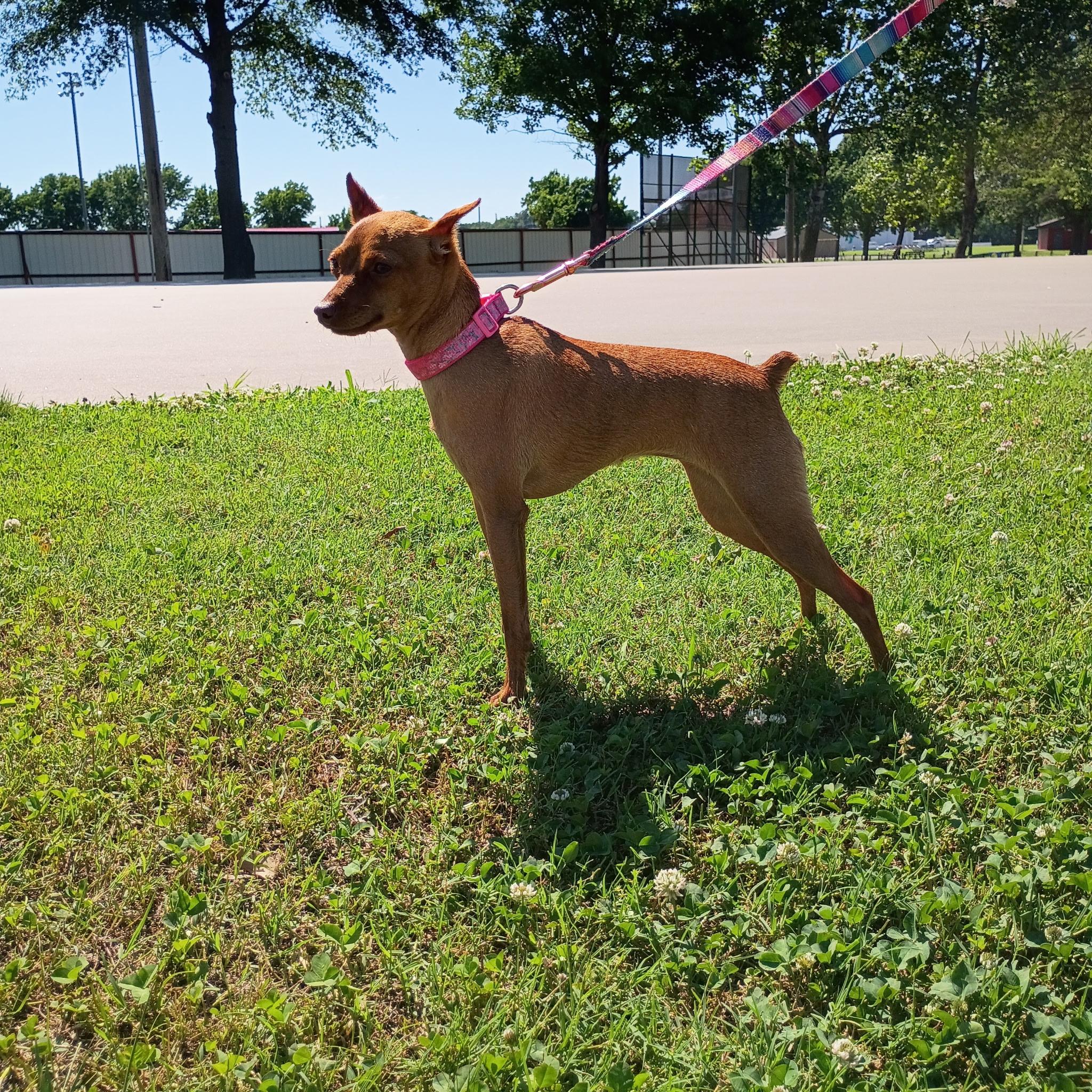 Mini Ridgeback Min Pin K&J's Min Pins Of Grand Lake in Oklahoma | Miniature Pinscher puppies ...