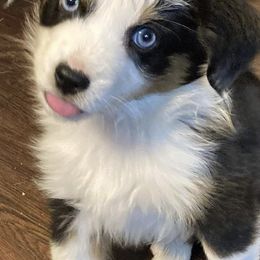 Aussiedoodles, Miniature Australian Shepherds, and Toy Australian Shepherds from Country Gals Aussies