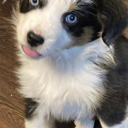 Aussiedoodles, Miniature Australian Shepherds, and Toy Australian Shepherds from Country Gals Aussies