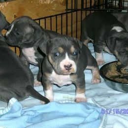 American Pit Bull Terrier Puppies from Kaotic APBTs