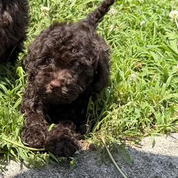 Mal-Shi, Maltese, Maltipoo, Poodle, and Shih Tzu Puppies from Joy-Fur Puppies