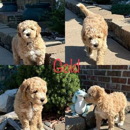Assorted Doodle Crosses and Aussiedoodle Puppies from Parrish Precious Ones Missouri