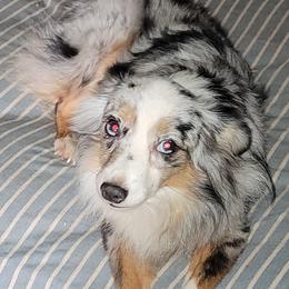 Toy Australian Shepherds from Casual Country Aussies